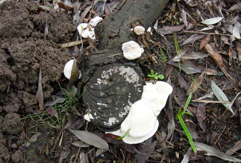 10 funghi da determinare...