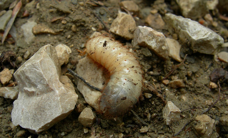 Larva di Cetoniidae