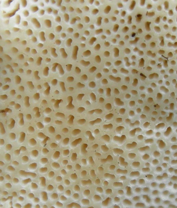 10 funghi da determinare...