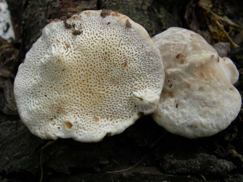 10 funghi da determinare...