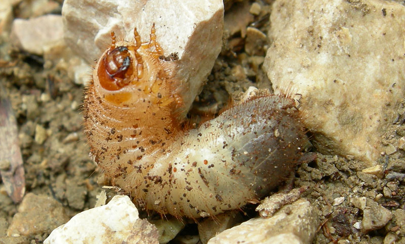 Larva di Cetoniidae