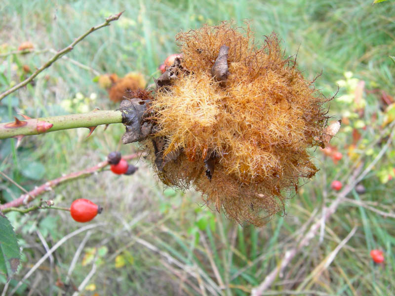 Diplolepis rosae