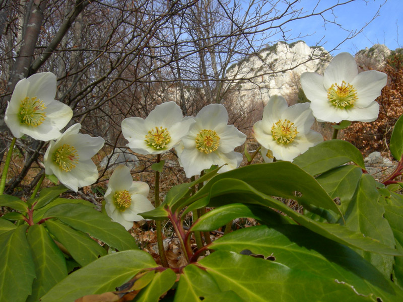 Helleborus niger / Rosa di Natale