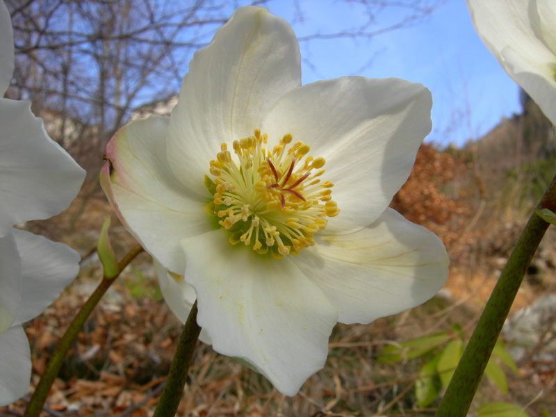 Helleborus niger / Rosa di Natale