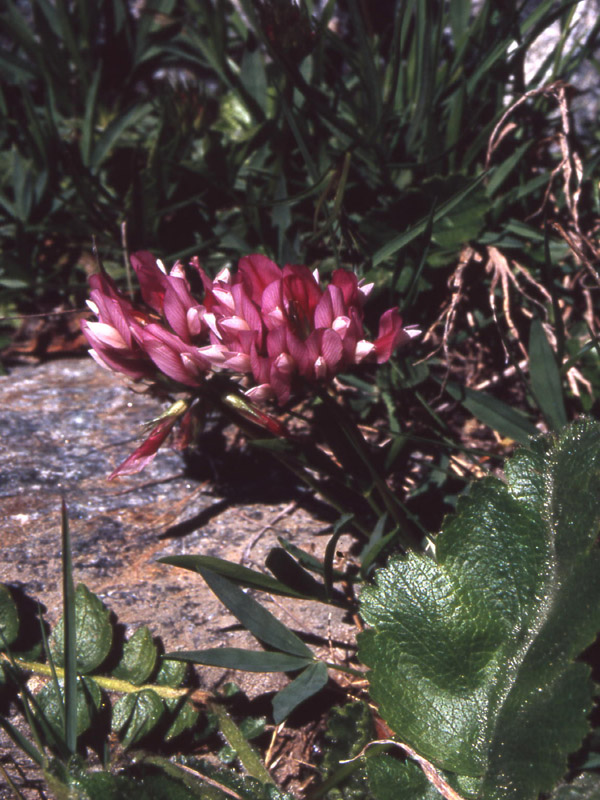 Piante alpine dalla Val di Rabbi