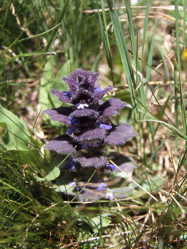 Piante alpine dalla Val di Rabbi