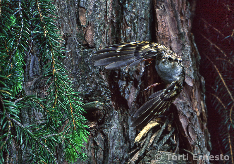 Rampichino Certhia brachydactila