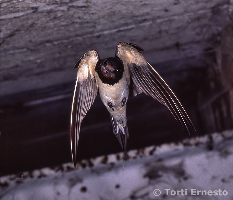 Rondine Hirundo rustica in volo...frontale