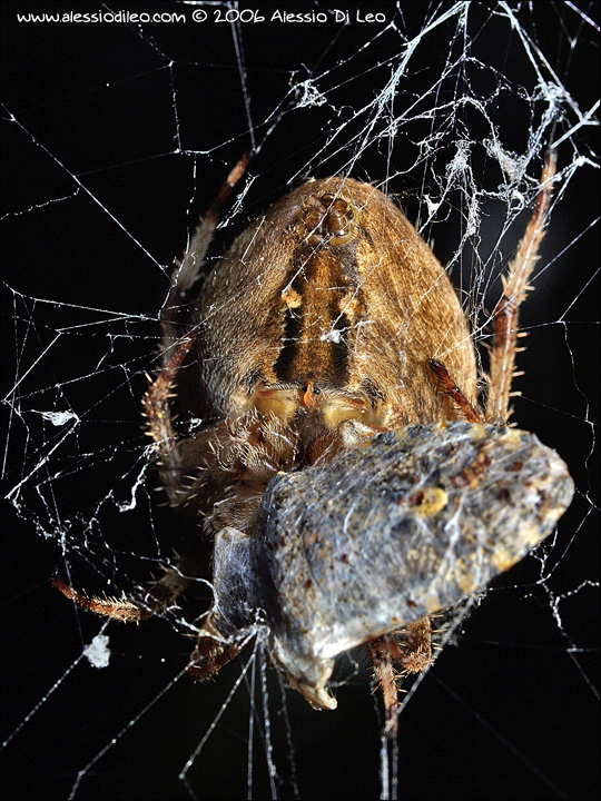 Araneus ... ma quale?