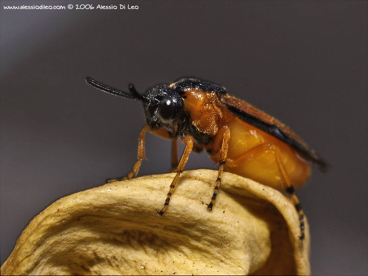 Arge ochropus