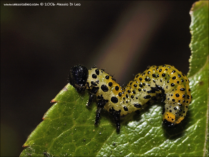 Arge ochropus