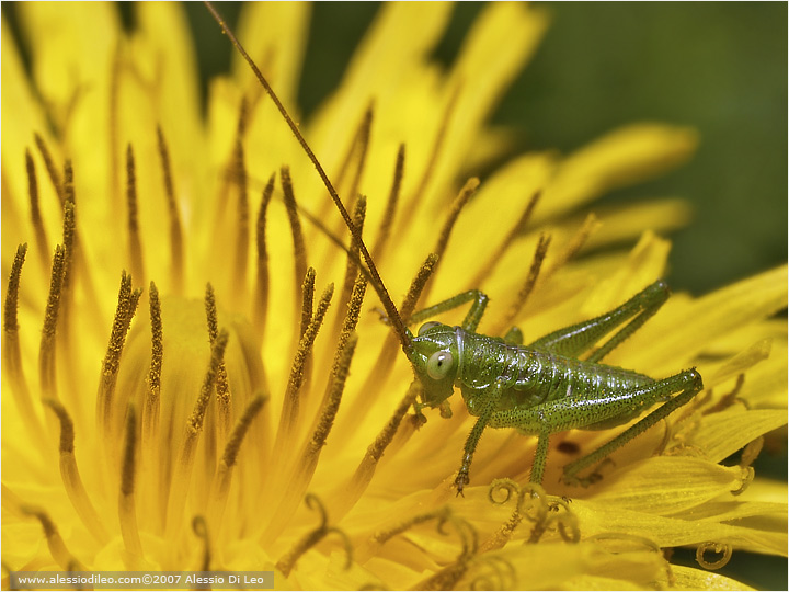 Neanide di Tettigonia sp.