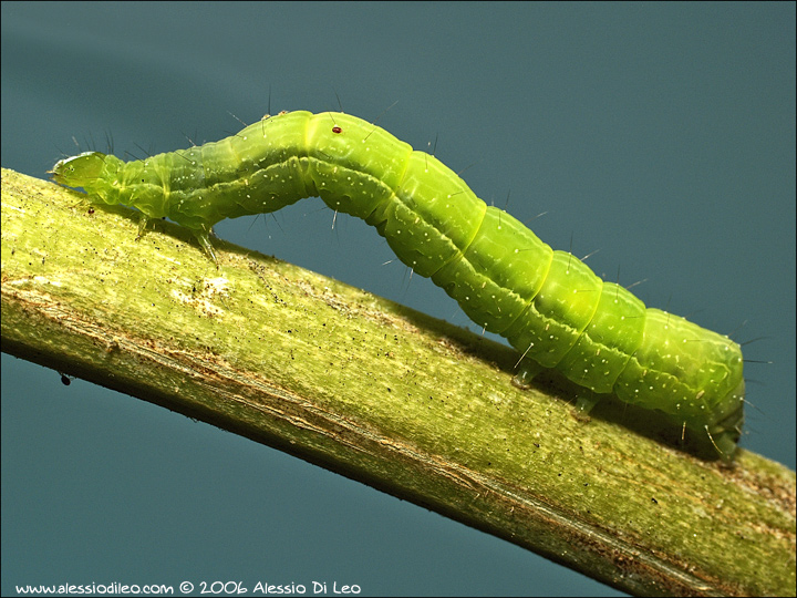 Sfarfallamento di Chrysodeixis chalcites