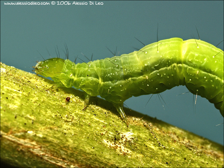 Sfarfallamento di Chrysodeixis chalcites