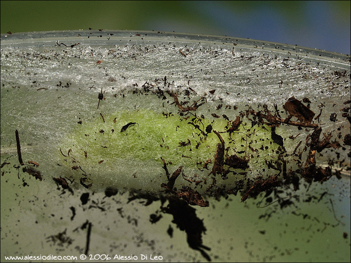 Sfarfallamento di Chrysodeixis chalcites