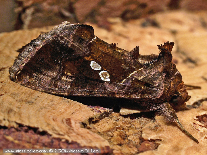 Sfarfallamento di Chrysodeixis chalcites