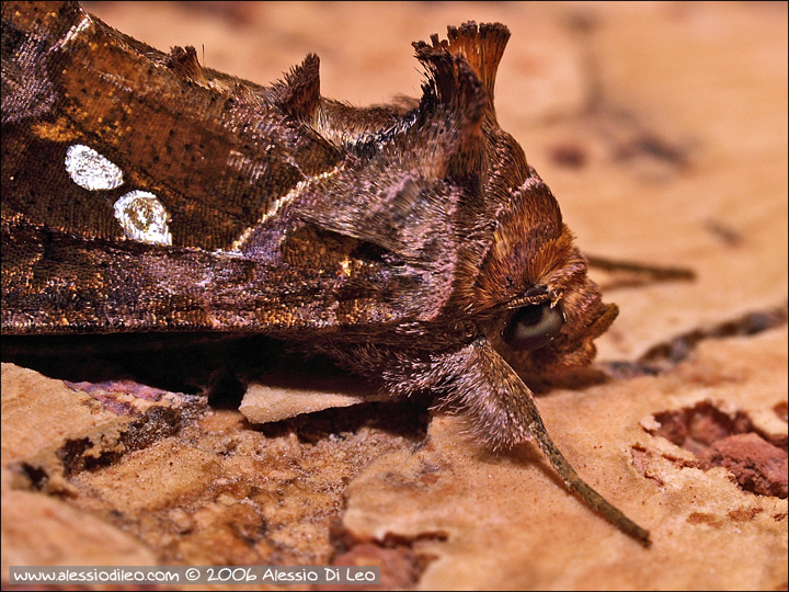 Sfarfallamento di Chrysodeixis chalcites