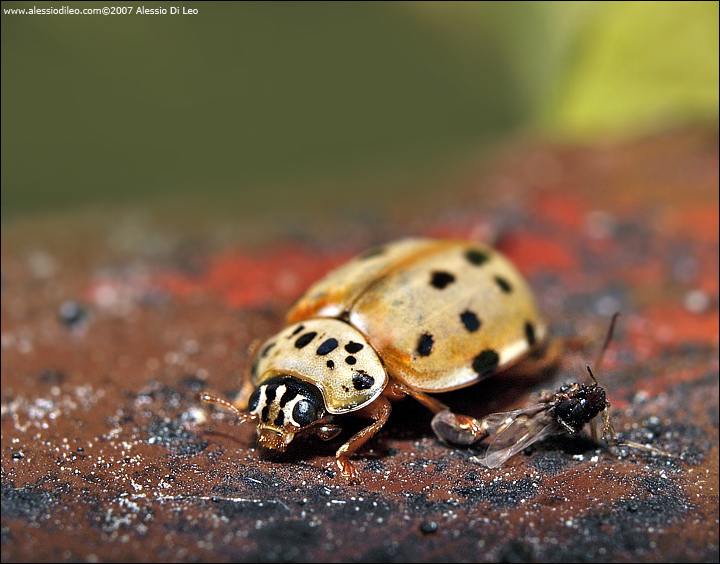 Larva di ..... coccinella ?