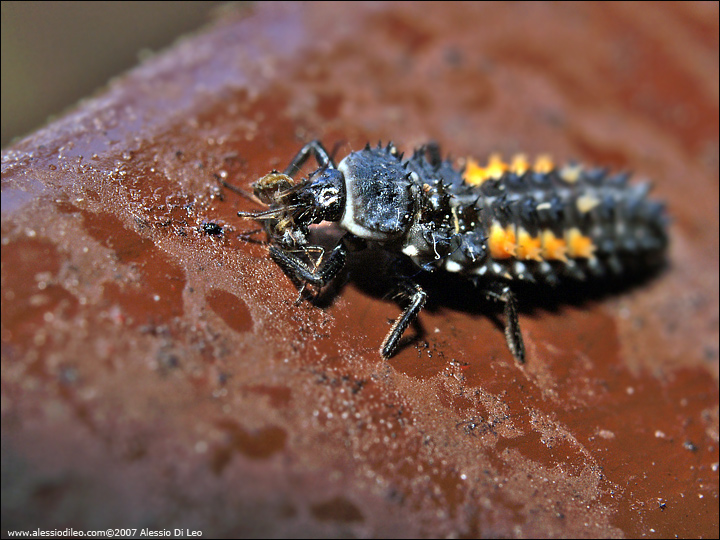 Larva di ..... coccinella ?