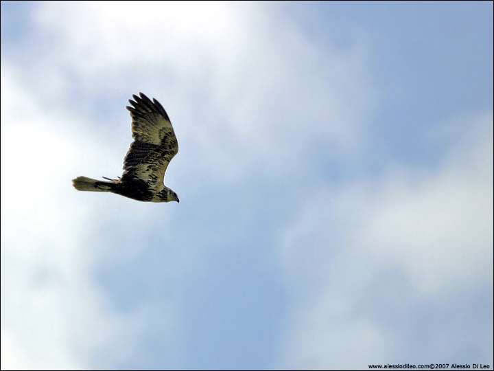 Falco di palude ?