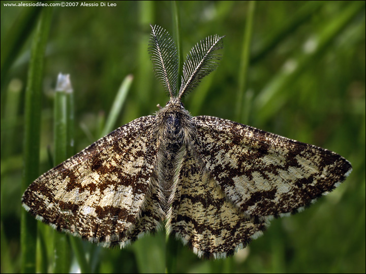 Ematurga atomaria (Lepidoptera, Geometridae)