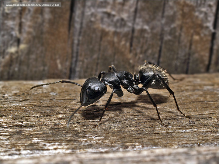 Camponotus vagus