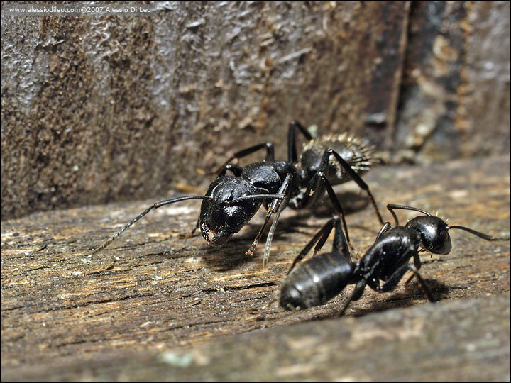 Camponotus vagus