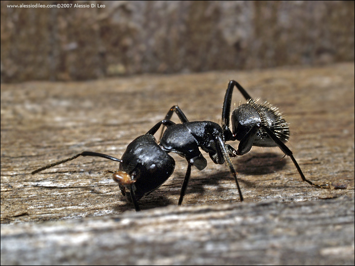 Camponotus vagus