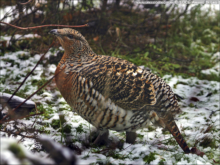 Femmina di gallo cedrone