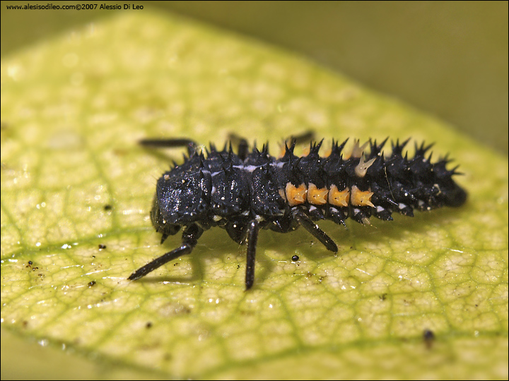 Larva di ..... coccinella ?