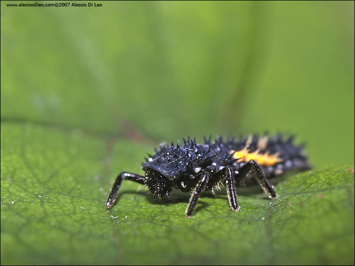 Larva di ..... coccinella ?