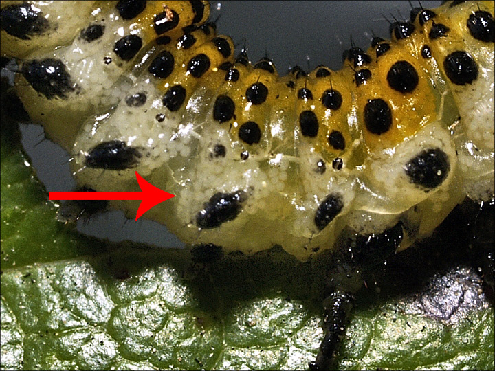 Arge ochropus
