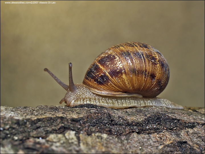 Sorpresa nella verdura: lumacona! Cornu aspersum