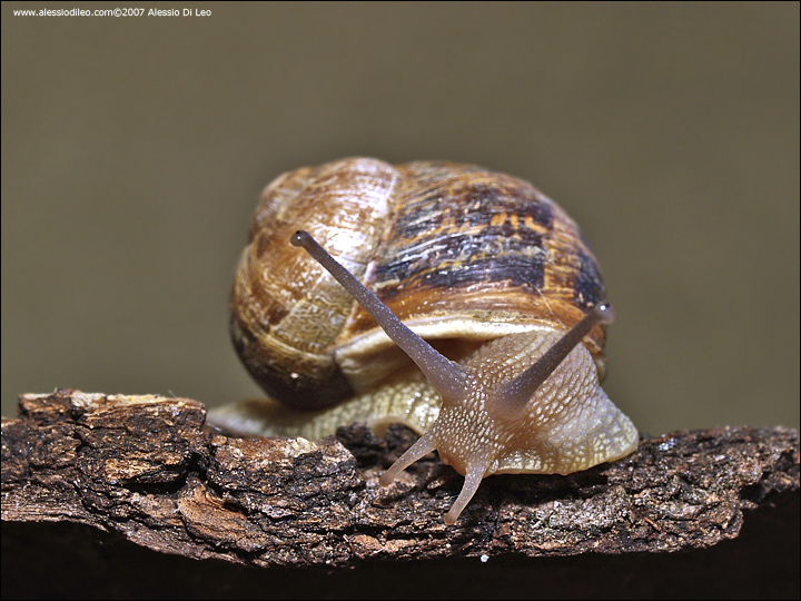 Sorpresa nella verdura: lumacona! Cornu aspersum