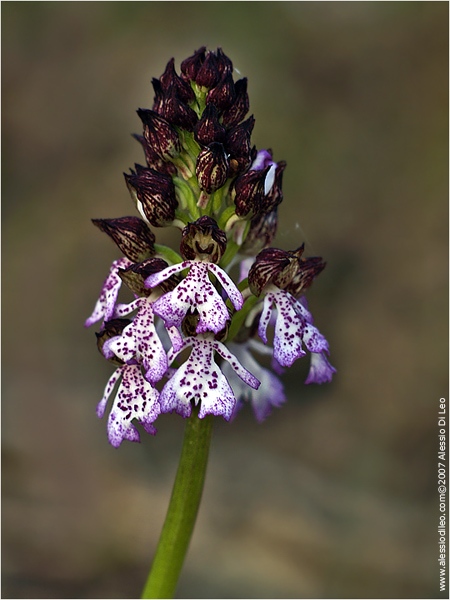 Orchis purpurea