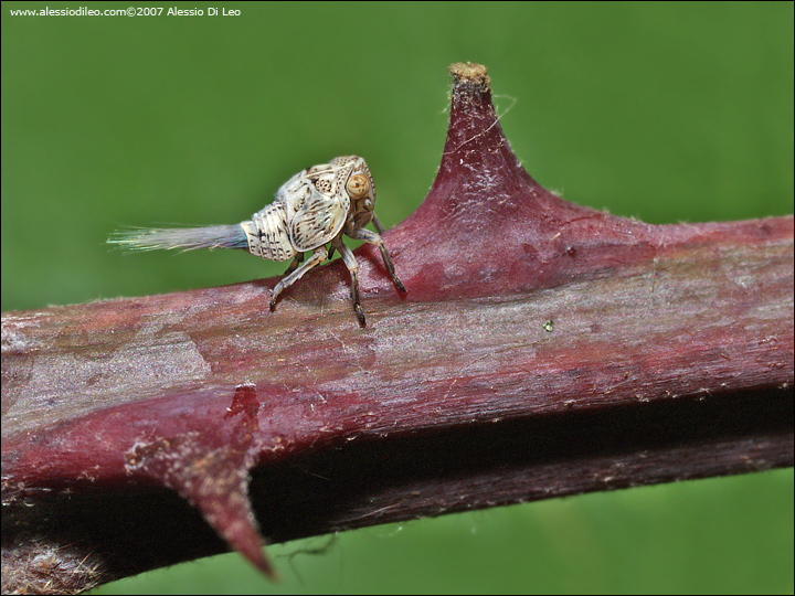 Acanalonia conica