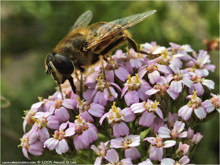 Eristalis tenax