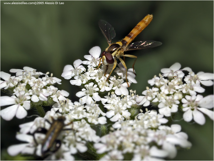 Sirfide: Sphaerophoria scripta