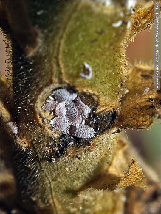Vicini vicini dentro al gambo del geraneo Planococcus sp.