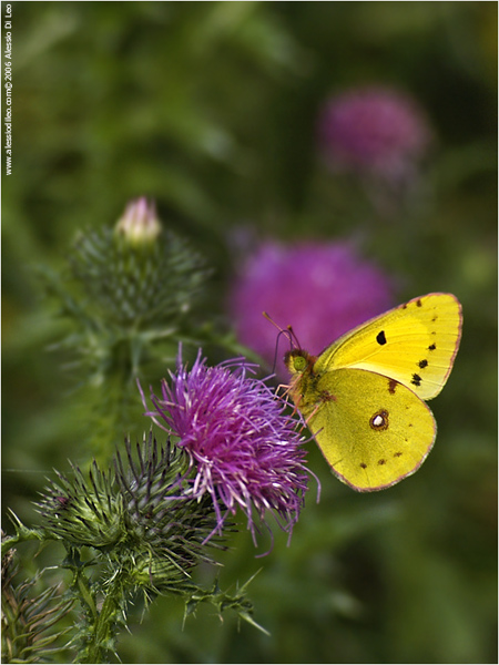 Colias crocea