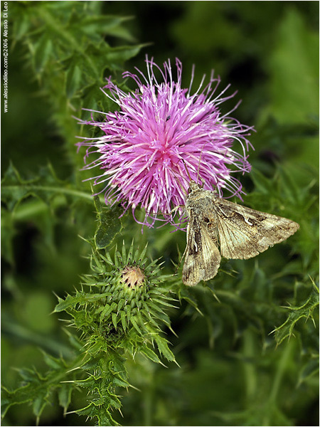 Autographa gamma