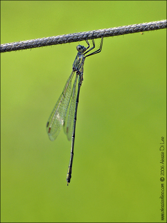 Chalcolestes viridis