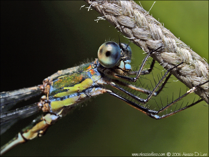 Chalcolestes viridis