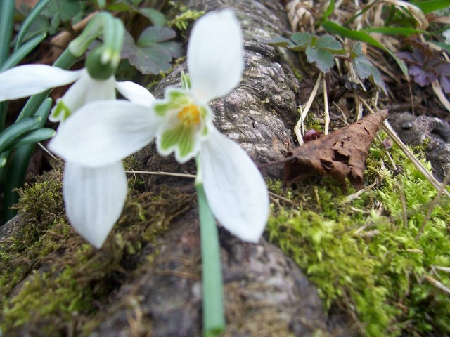 Galanthus nivalis / Bucaneve