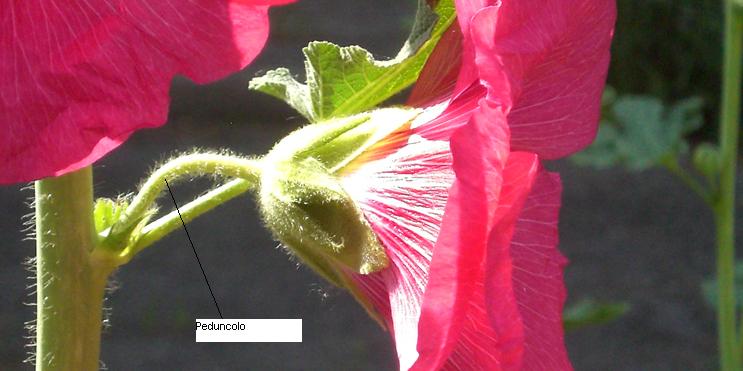 Alcea cfr.rosea