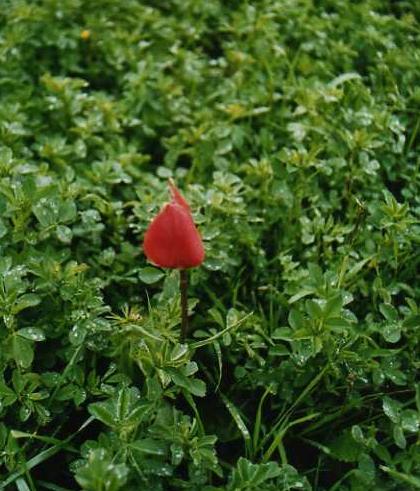 Tulipa agenensis / Tulipano occhio di sole