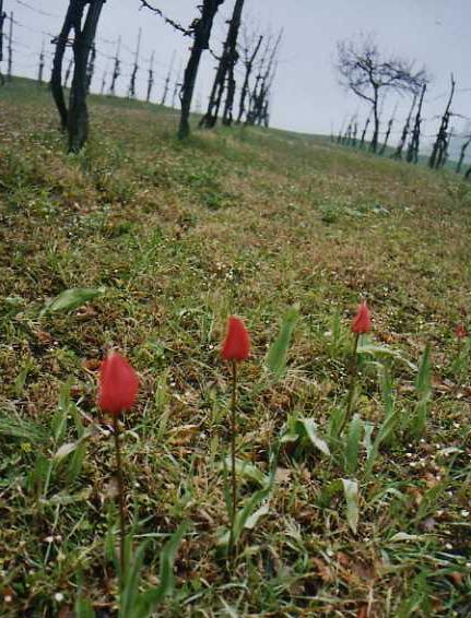 Tulipa agenensis / Tulipano occhio di sole