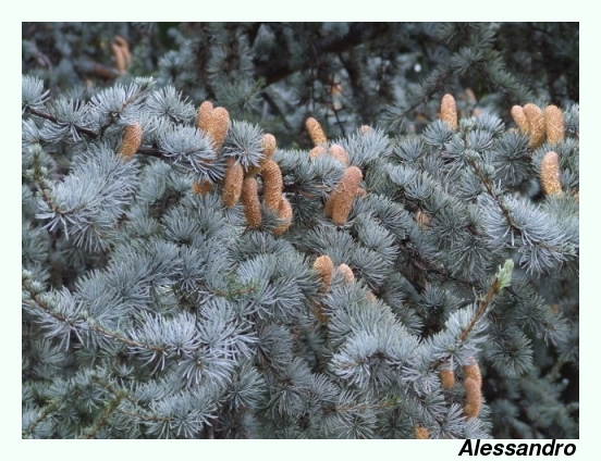 Cedrus atlantica