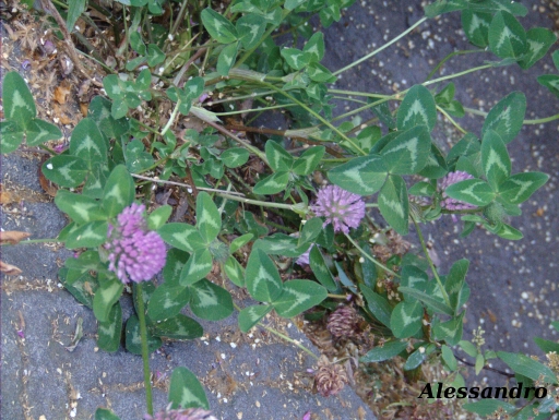 Trifolium pratense
