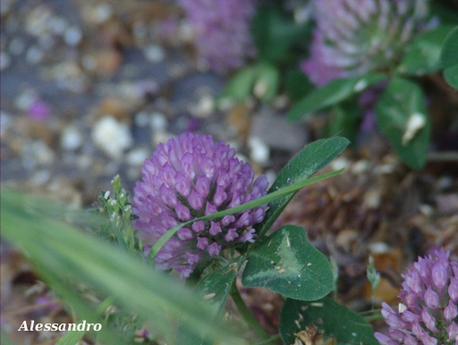 Trifolium pratense